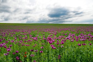 field-of-poppies-3413549_1280.jpg